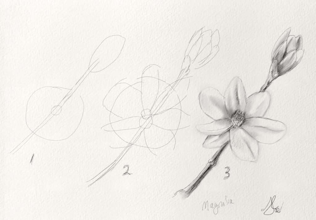 Simple Flower Drawing  Tutorial  The Drawing Journey