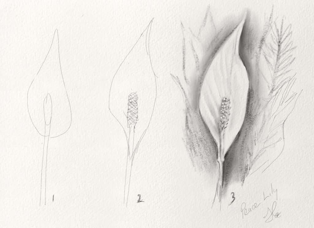 Pencil drawing  peace lily  Calla lily tattoos Peace lily flower Lily  flower tattoos
