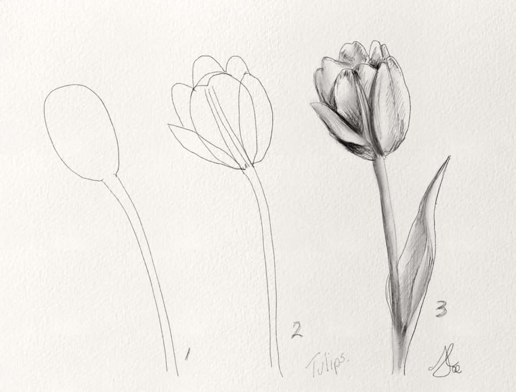 Flower Pencil Drawing stock illustration Illustration of flowers   60776269