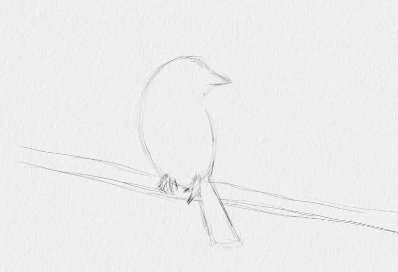 How to draw birds in 5 easy steps for beginners 11 Step 1.1