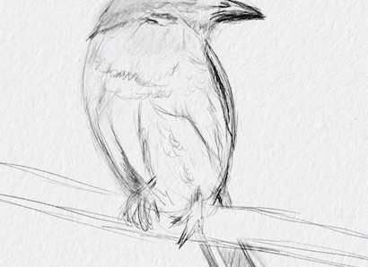 Bird Drawing - An Easy Guide for How to Draw Realistic Birds