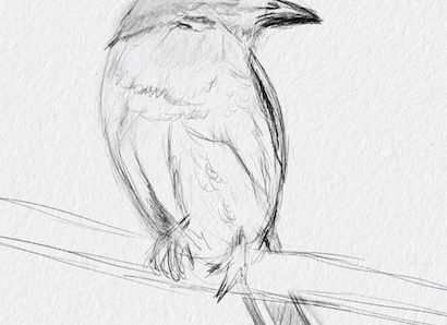 How to draw birds in 5 easy steps for beginners 15 Step 3 edited