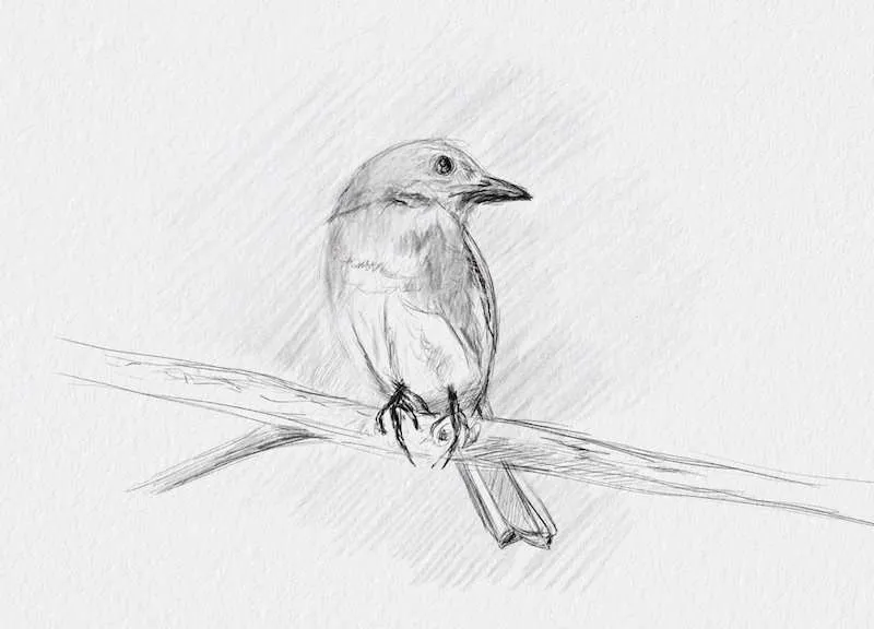 theartbolista  Pencil sketch art birds creativity  Facebook