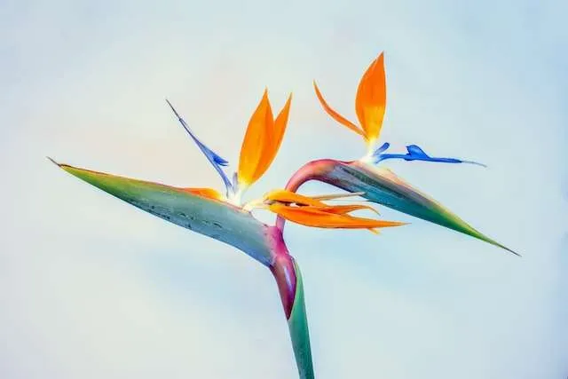 12 Easy to Draw Flowers In Pencil Step by Step for Beginners 31 david brooke martin 0DLKy4IPoc8 unsplash